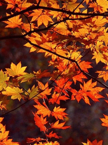 Leaves -wax melt-